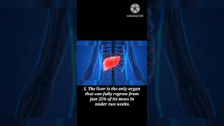 5. Interesting facts about Liver #shorts #facts #youtubeshorts #liver