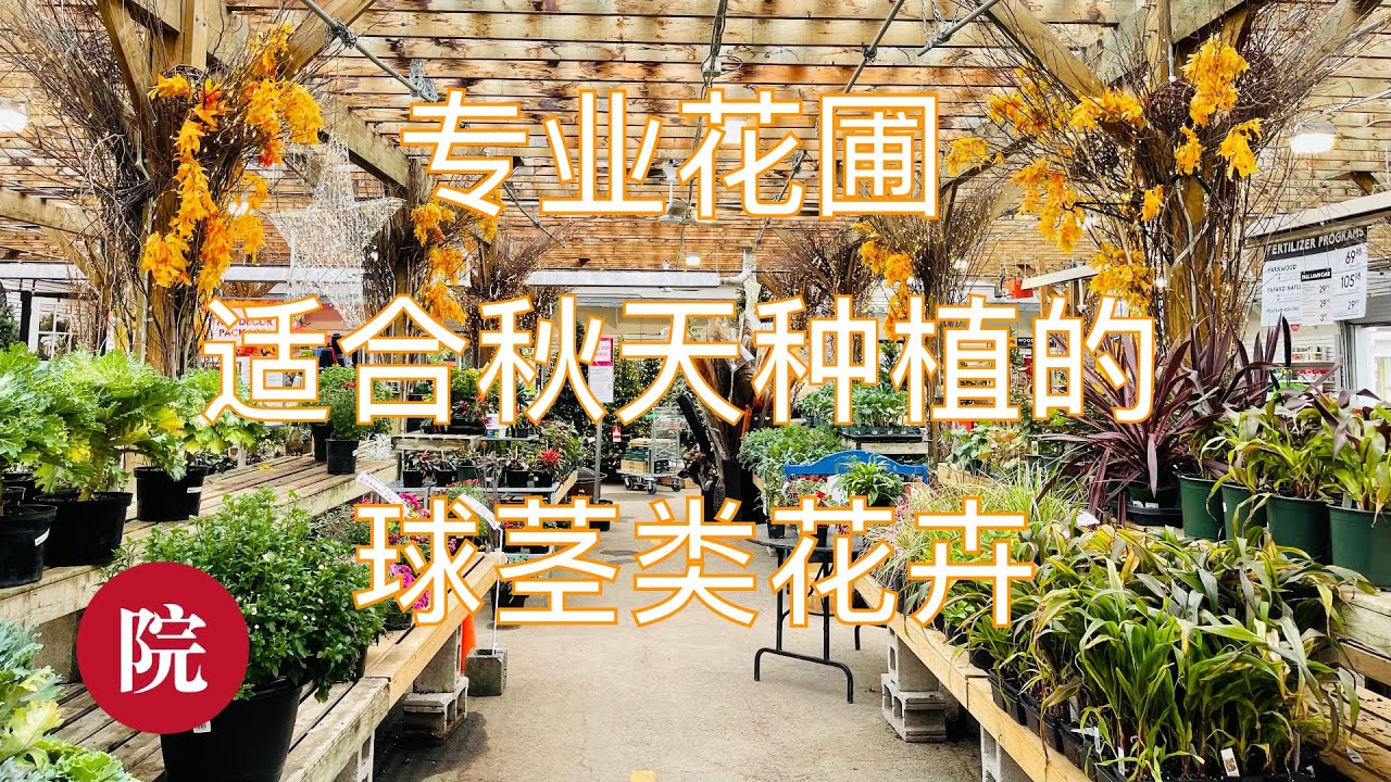 【彬彬有院】花 •767专业花圃适合秋季种植的球茎类花卉和价格，有些什么特别的球茎类花卉可以选择？银莲花，特色地栽洋水仙