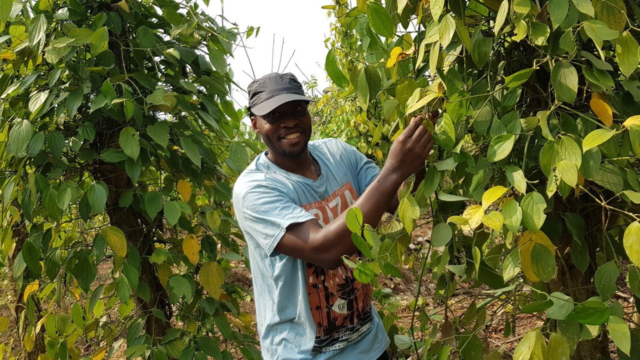 Poivre de penja cameroun : L'épice Qui vaut de L'or , L'epice qui fait Des  Millionnaires en $ ,€