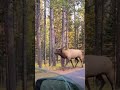 Glorious Sounds Elk Travel 
