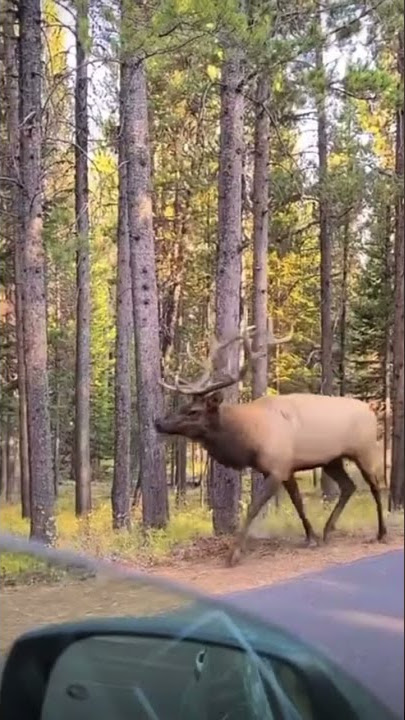 Glorious sounds #elk #travel