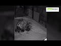 Live Zebra Birth at Utah's Hogle zoo | Zebra Birth Experience | Zebra giving birth, caught on camera
