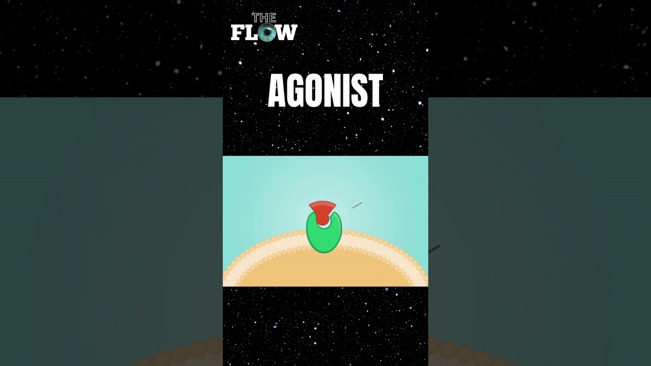 drug MECHANISM Agonist 