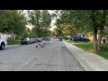 Turkeys strut around Casper
