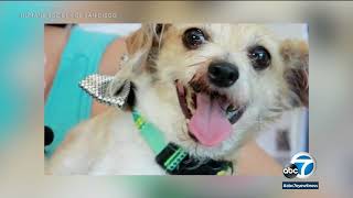 Las Vegas woman's missing dog miraculously found 335 miles away in SoCal