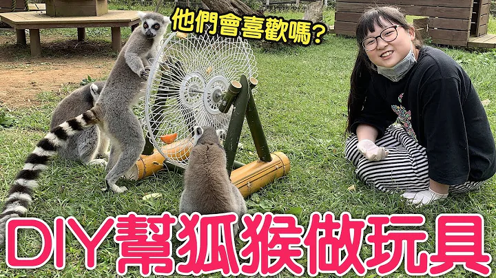 【Vlog】妞妞帮狐猴做玩具,狐猴们会喜欢玩吗?六福村动物医院与狐猴岛[NyoNyoTV妞妞TV玩具] - 天天要闻