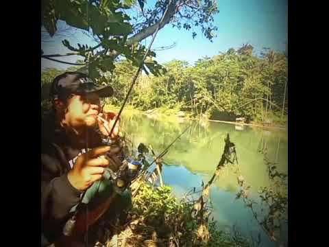 Mancing oplosan pakai umpan udang