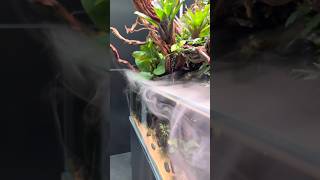 Wonderful Paludarium