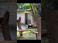 #panda #funnypanda #funnyanimals #pandashorts #trending