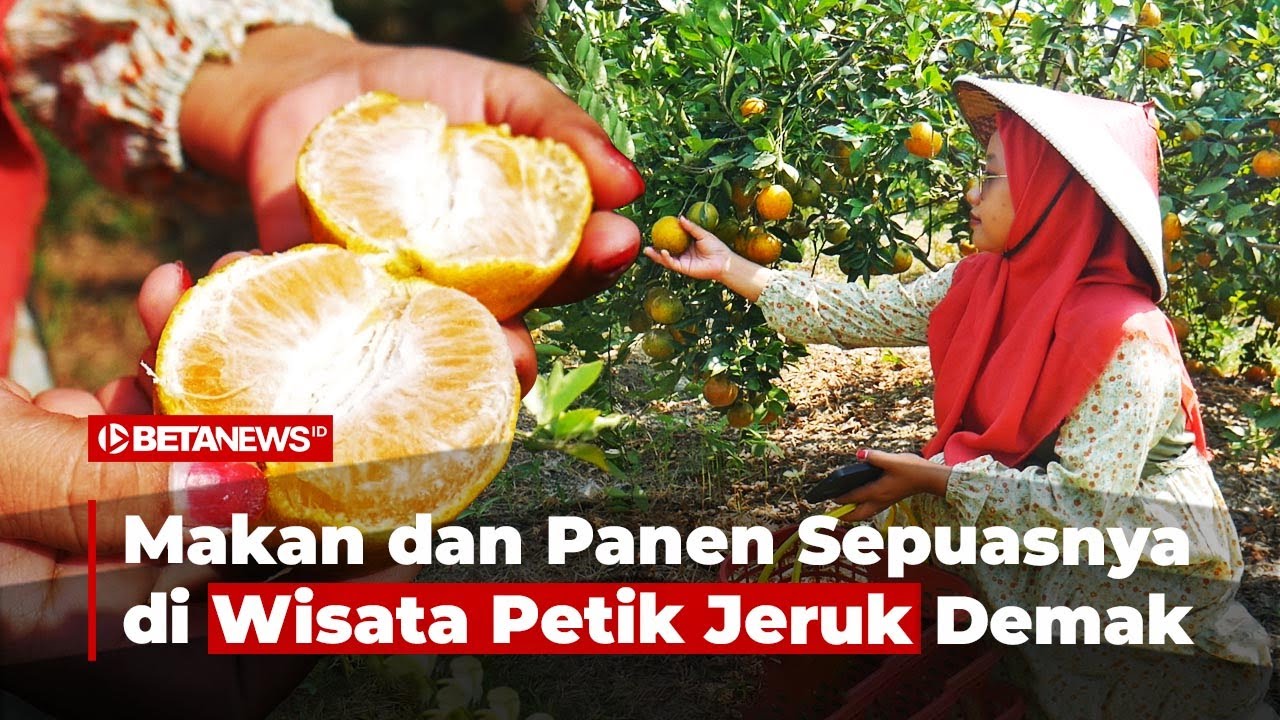 Serunya Wisata Petik Jeruk Demak, Bisa Makan dan Panen Sepuasnya