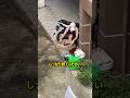 捨てられた子犬の家族を世話する男性
