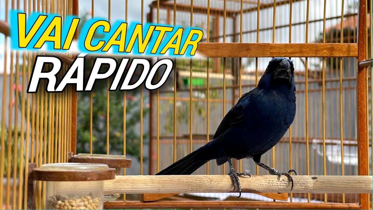 PASSOS RAPIDOS - PRA FAZER  AZULÃO FRIO CANTAR ALTO E FIRME