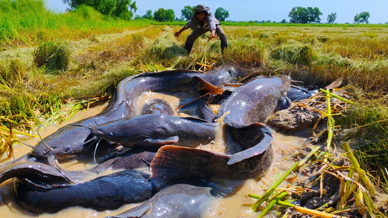 WOW WOW - a skills man catch fish and pick a lot of eggs in a pool in rice field by best hand