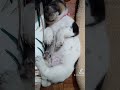 Chimken Again