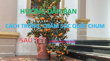 Hoe zorg je voor kumquatbomen na Tet | Hoe plant je kumquatbomen opnieuw na Tet?