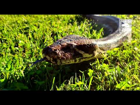 15 Foot Burmese Python Catching Some Rays for World Snake Day - Cincinnati Zoo