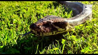 15 Foot Burmese Python Catching Some Rays for World Snake Day - Cincinnati Zoo