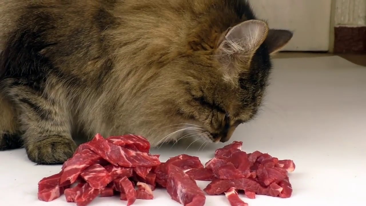 [REUPLOAD] Price matters! - Expensive and cheap meat - What does the cat like to eat