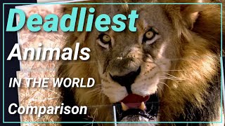 The World's Deadliest Animals  Comparison 2020