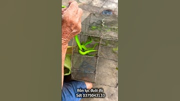Chuyên gia bắt rắn cũng phải chấp tay lạy cụ vì độ liều bắt rắn lục đuôi đỏ cực độc bằng tay p1