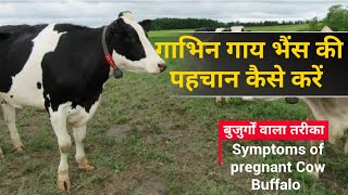 गाय भैंस गाभिन है या नहीं पहचानने के कुछ सामान्य लक्षण | Symptoms of pregnant cow buffalo