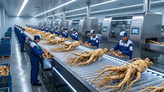Así se Procesa el Ginseng Rojo: De la Cosecha Natural al Polvo Más Valorado de Asia