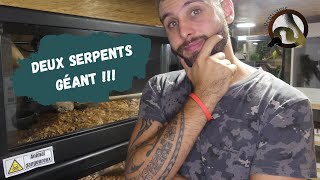 Mes 2 PYTHONS BIRMAN !!! MANIPULATION, INSTALLATIONS...