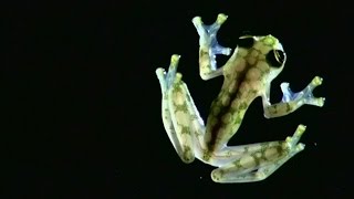 New See-Through Gl Frog Discovered In Costa Rica