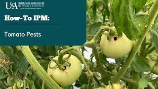 Howto IPM: Tomato Pests