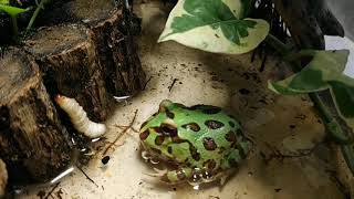Pacman Frog live feeding worm