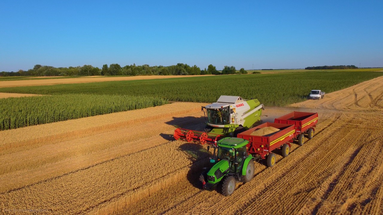 УБОРКА ПШЕНИЦЫ 2025 ГОДА В СЕРБИИ