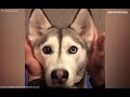 30 hilarious  funny moments of dogs  2019 l monkoodog
