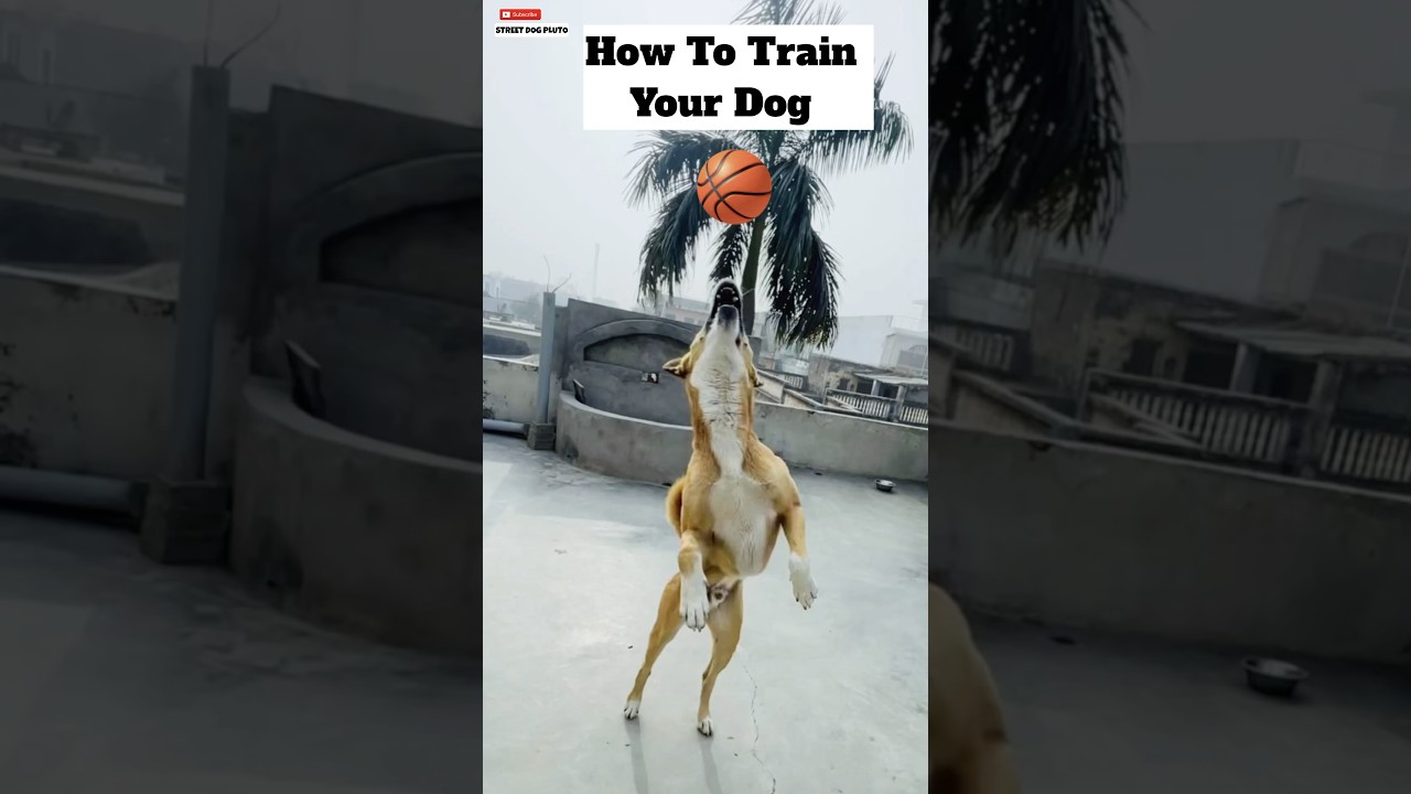 How to train Your Dog To Caught A Ball 🥎 | #dog #traning #minivlog