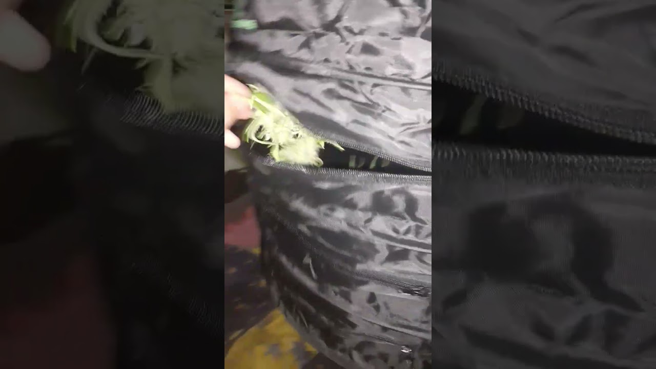 mode séchage activé pour la banana