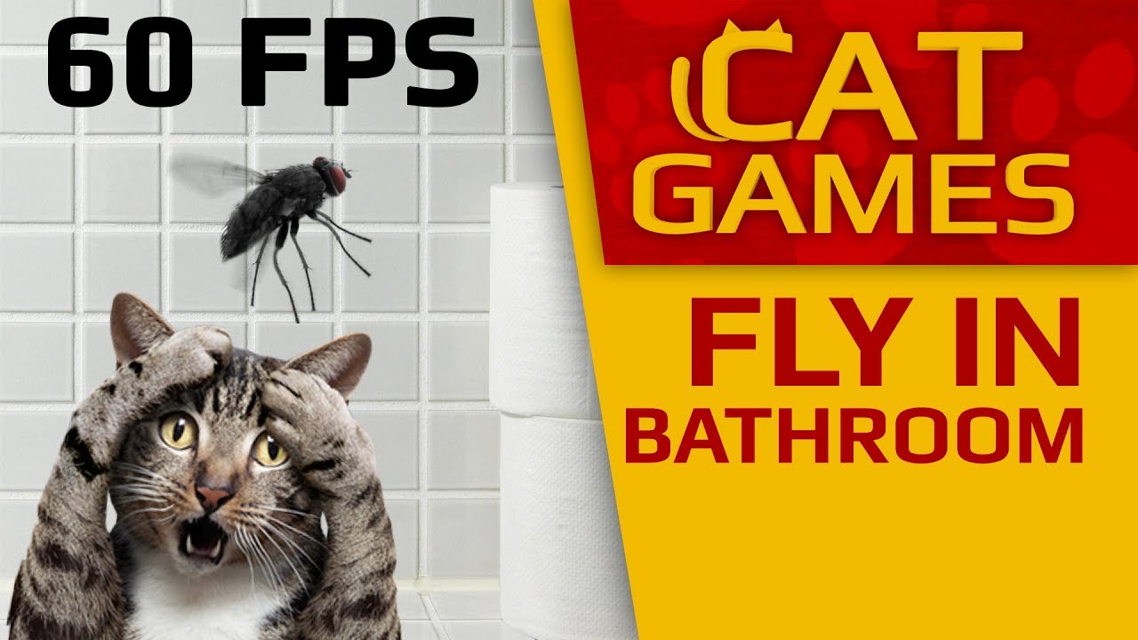 CAT GAMES - Fly in the Bathroom (VIDEO FOR CATS TO WATCH) 60FPS ... - 