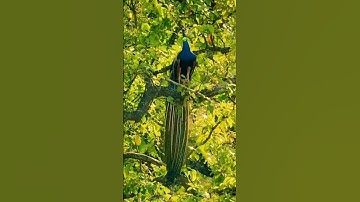 SURAH Al ikhlas #egzonibrahimi #سورة_الإخلاص #ikhlas #quran  #islamicprayer  #nature