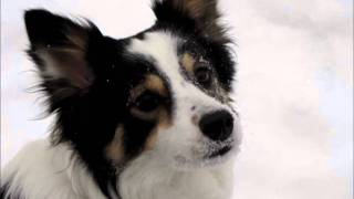 L'hiver selon les chiens de bergers! by Rheely 458 views 13 years ago 3 minutes, 57 seconds