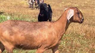 New Goats, Broth, & Pears! #animals #farmlife #garden #cooking #bonebroth #pears