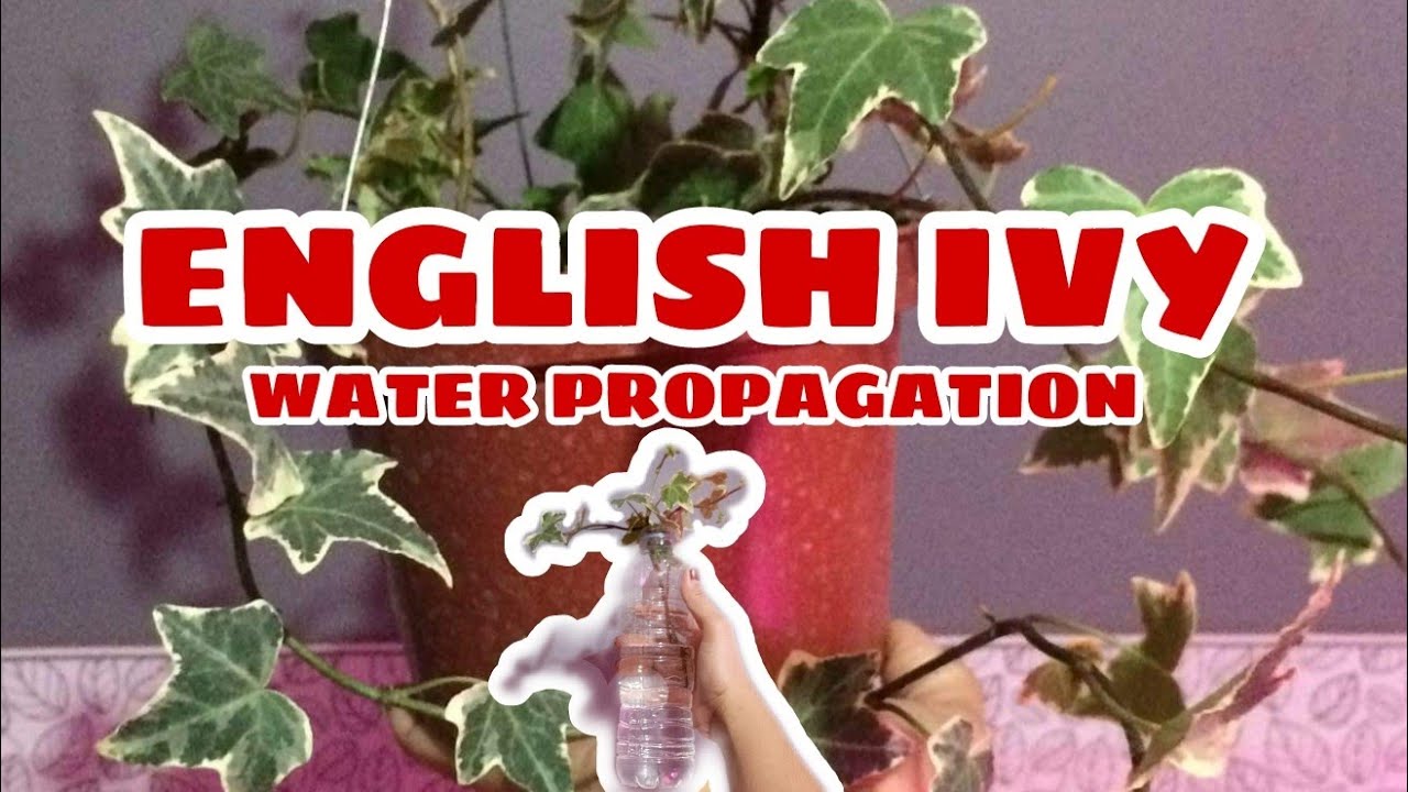 ENGLISH IVY PLANT | WATER PROPAGATION 