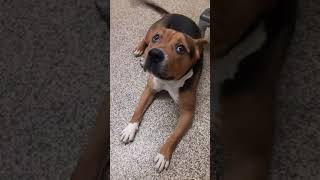 Meet 43291A Sparkle A Terrier American Staffordshire Currently Available For Adoption 252021 94