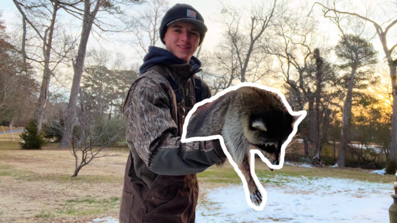 Raccoon Rapping Raccoon Trapping (I caught my first Raccoon Of The Season!) - YouTube
