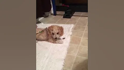 Puppy