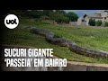 Sucuri gigante 