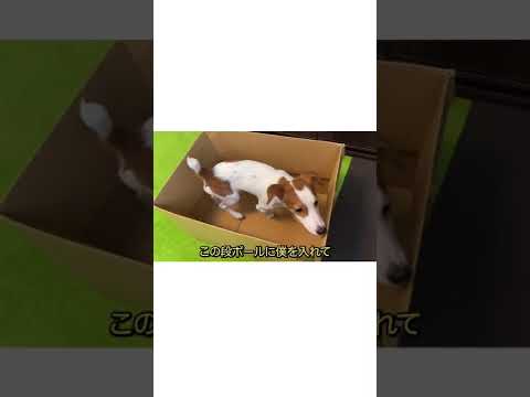 捨てられんの？［しゃべる犬 ジャックラッセルテリア］#shorts