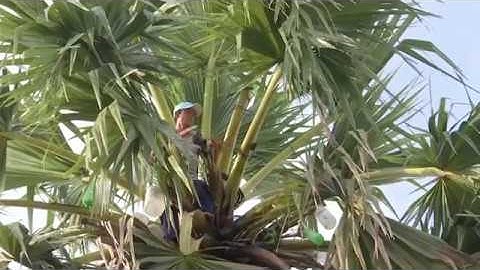 Khám phá cây thốt nốt ở An Giang