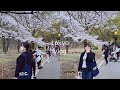 Japan Diary | after work weekends 🌷Yakiniku, apple store, sakura, hanami picnic