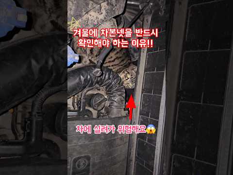 겨울에 차본넷을 반드시 열어 확인해야 해요!! 길냥이들 실려가요😱😰