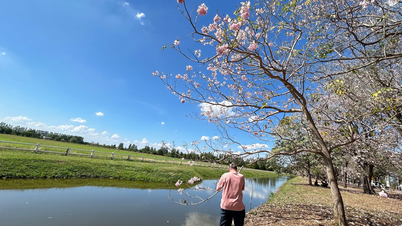 ชมพูพันทิพย์กำแพงแสน #ซากุระเมืองไทย