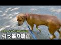 散歩のリード引っ張りをやめさせる【土佐犬82 84日目】
