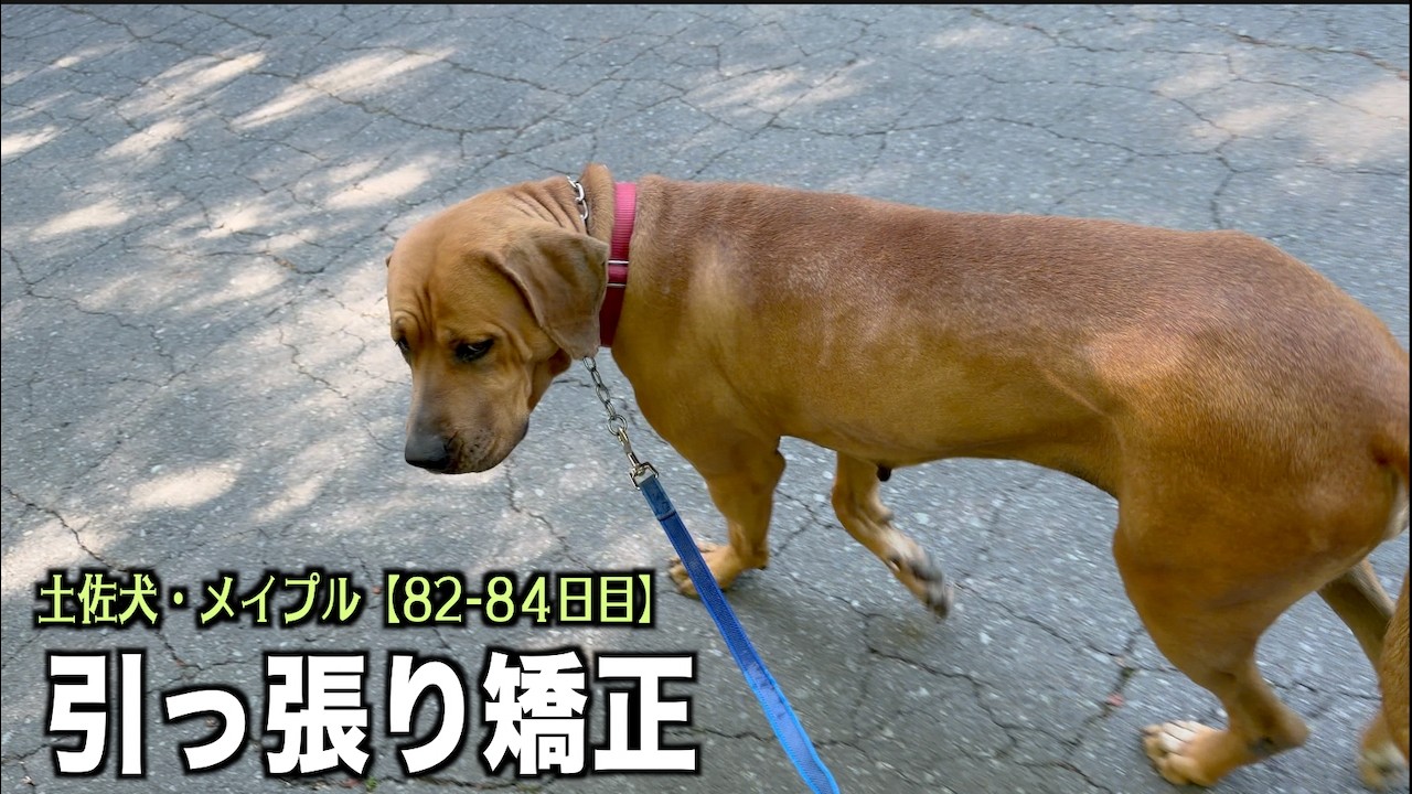 Stopping the dog from pulling on the leash during walks [Tosa Inu